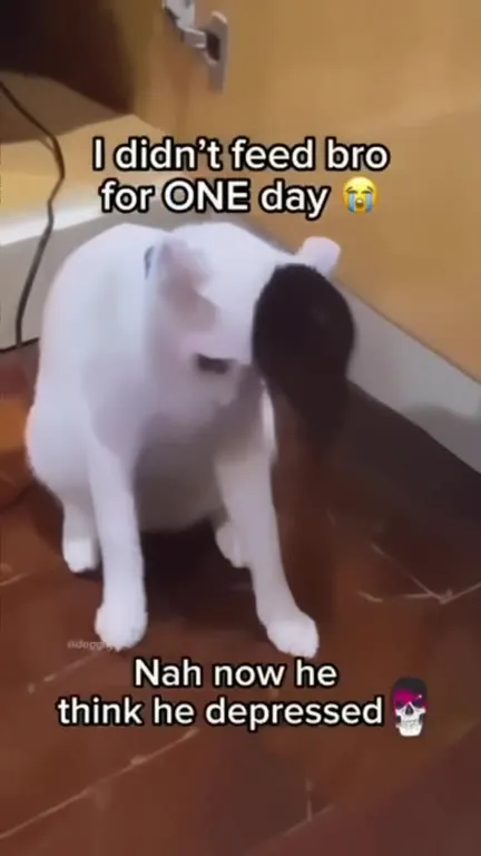 Depressed Cat After One Day