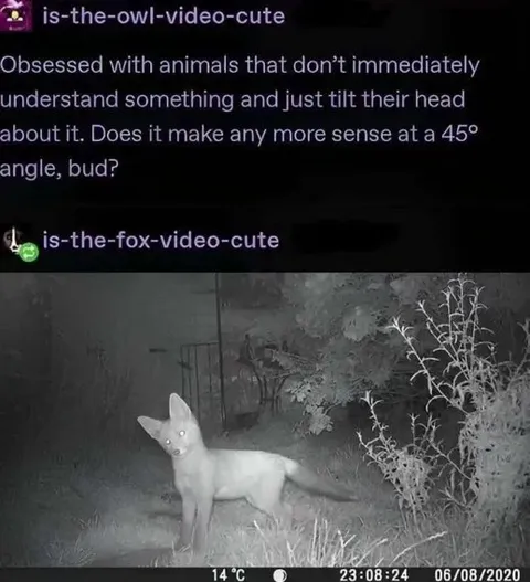 Fox Tilts Its Head in Confusion