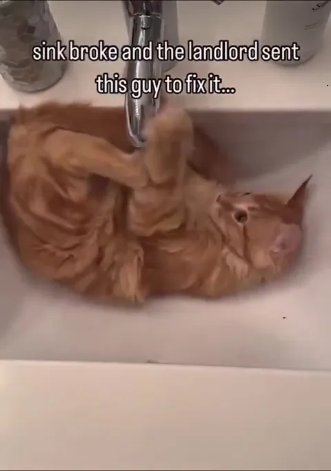 Landlord Sent a Cat to Fix the Sink