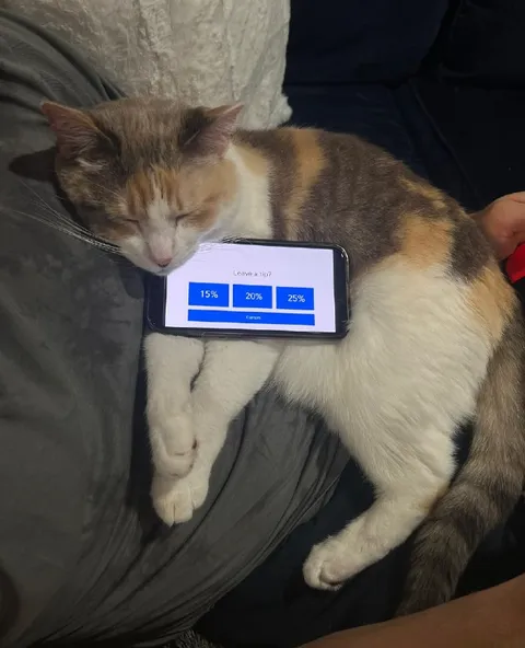 Cat Demands a Tip