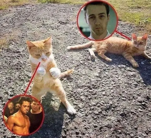 Кот выбирает между двумя образами