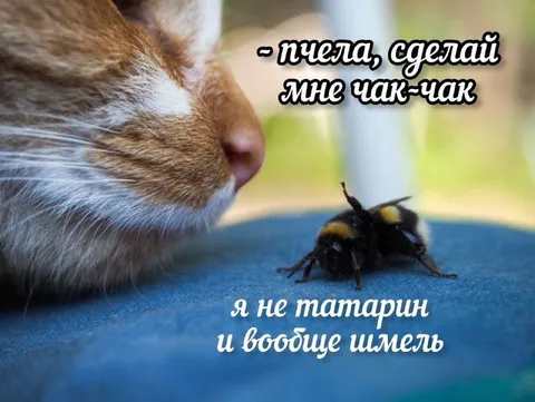 Кот просит шмеля сделать чак-чак
