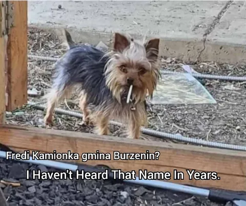 Fredi z Kamionki wraca
