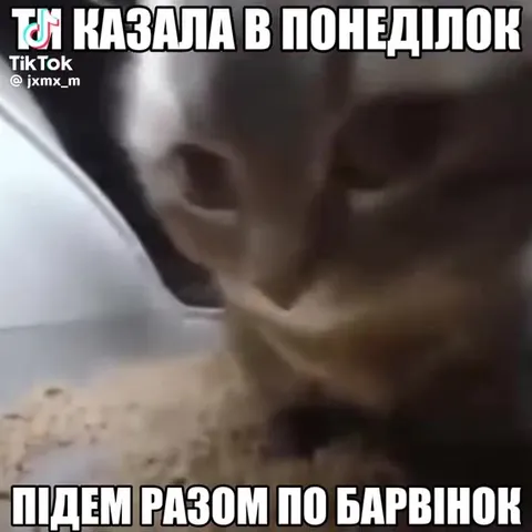 Коти співають про підману