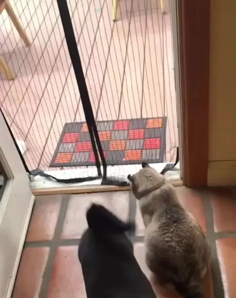 Кот не может пройти через сетку