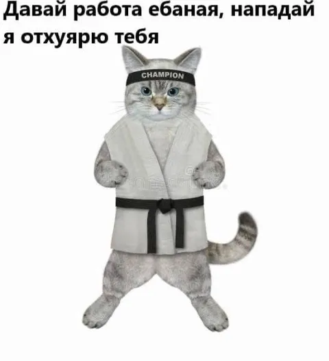 Кот-боец вызывает работу