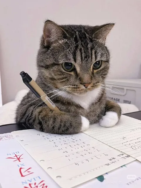 Кот делает домашнее задание