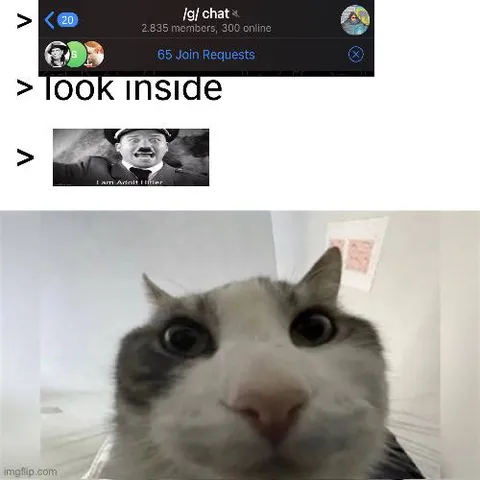 Cat After Opening Join Requests