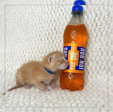 Kitten Hugs Irn-Bru