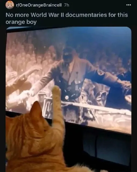 Orange Cat Watches Hitler Documentary