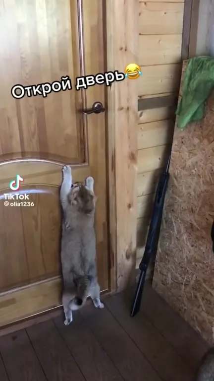 Кот пытается открыть дверь