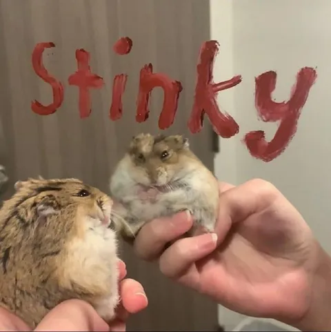 Stinky Hamsters