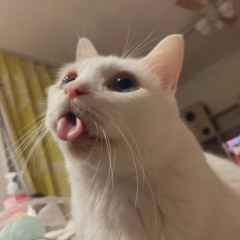 Белый кот показывает язык