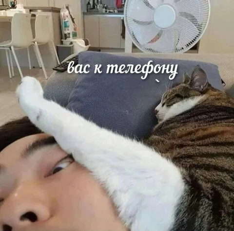 Кот не хочет к телефону