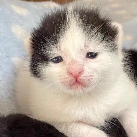 Грустный котёнок смотрит в камеру