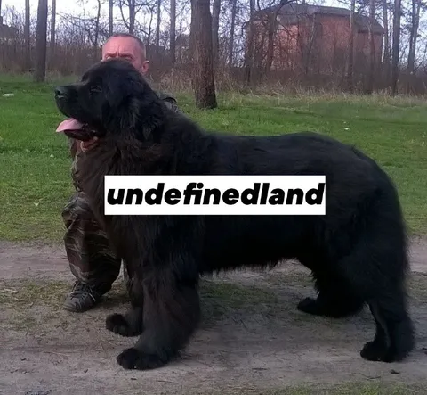 Undefinedland Giant Dog