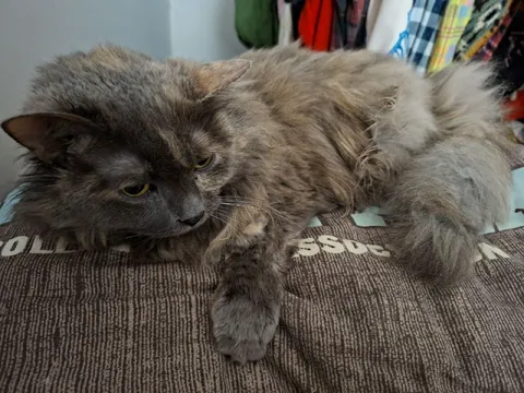 Уставший серый кот