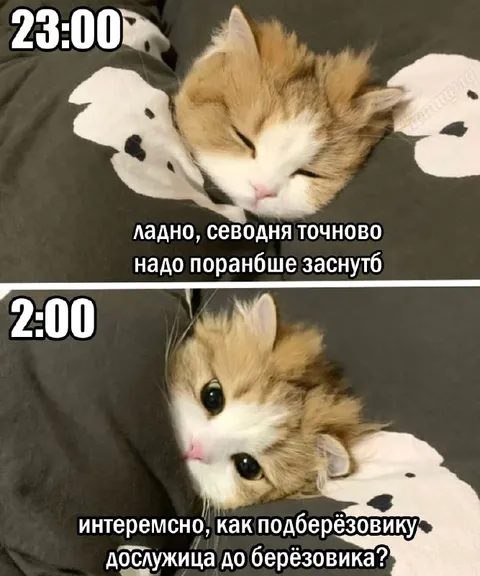 Кот решил лечь пораньше