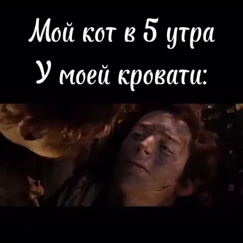Кот в пять утра