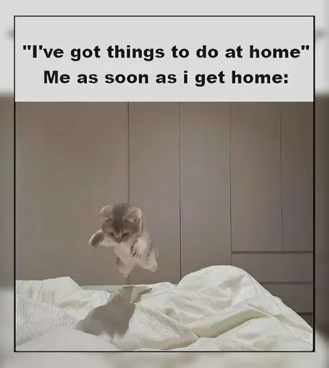 Things to Do at Home Cat