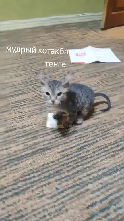Мудрый котакбас не отдаёт тенге