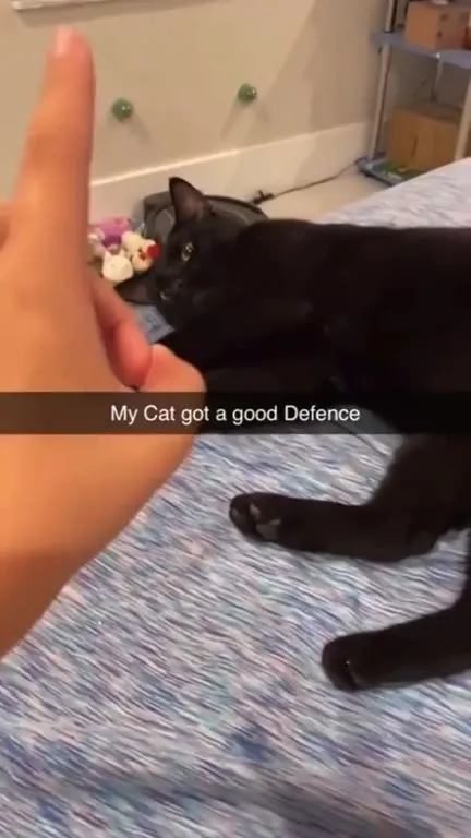 My Cat Has a Good Defense