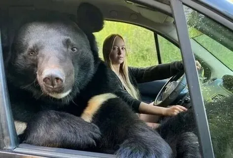 Медведь едет в машине