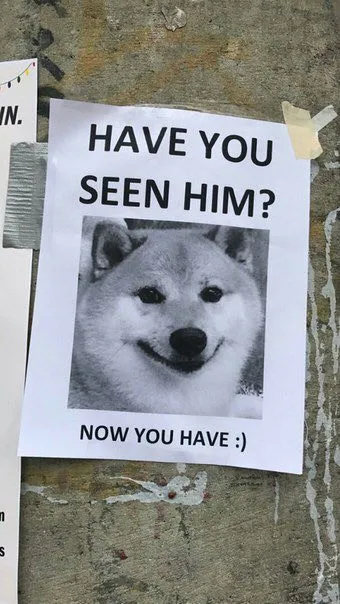 Have You Seen Him Doge Poster