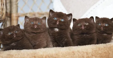 Пять серьёзных котят