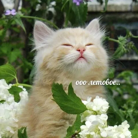 Ооо лето и котёнок
