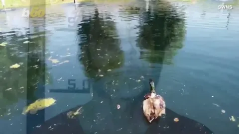 Bird Drone Testing Goes Wrong