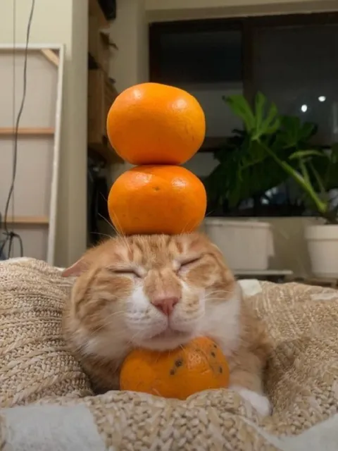 Кот с башней из мандаринов