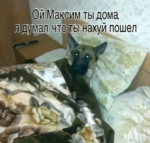 Собака ждёт Максима