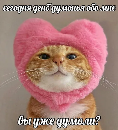 Кот в розовой шапке