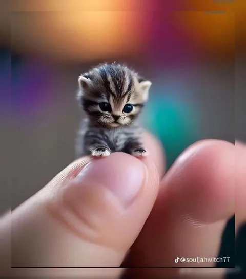 Крошечный котёнок на пальцах