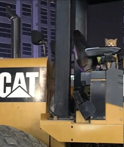 Cat Operates a CAT Excavator