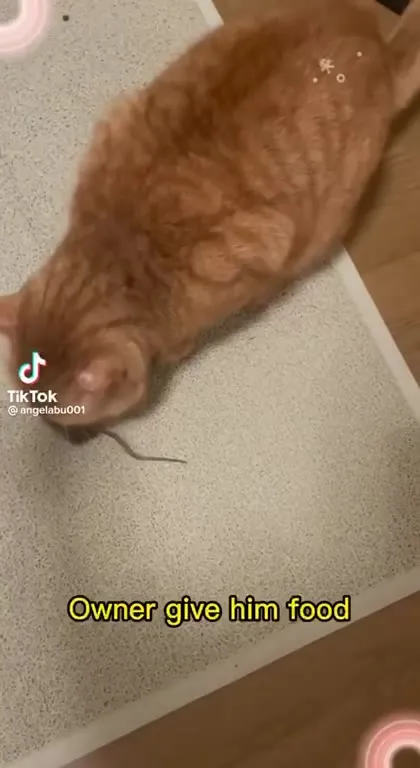 Sad Cat Loses His Mouse