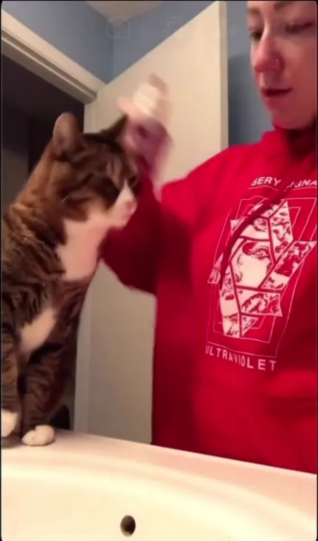 Кот не даёт умыться