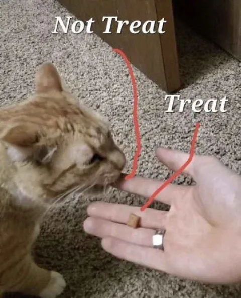Cat Chooses the Treat