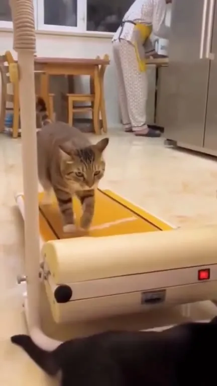 Коты идут по беговой дорожке