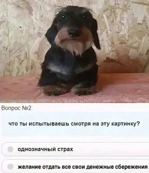 Вопрос о страхе перед щенком