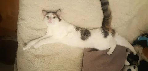 Кот растянулся на кресле