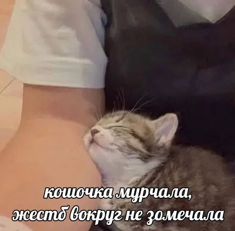 Кошочка мурчала и не замечала жесть