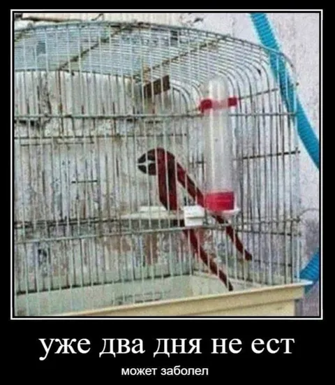 Попугай уже два дня не ест