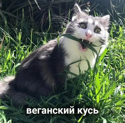 Веганский кусь кота