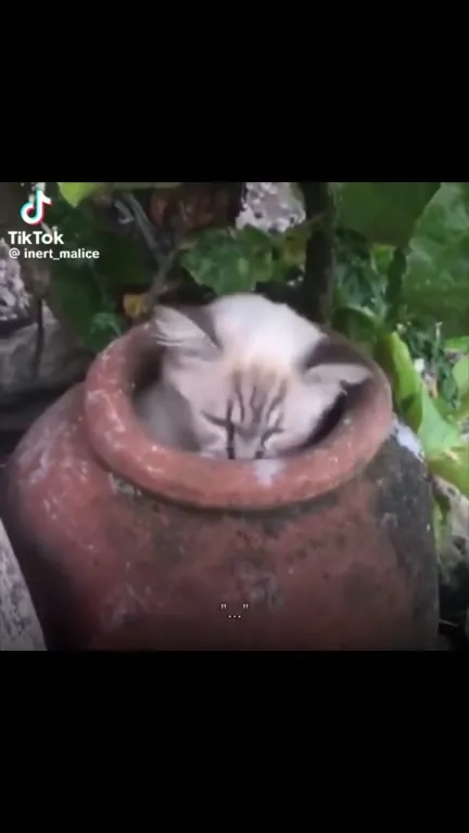 Dark Souls Covenant Cat