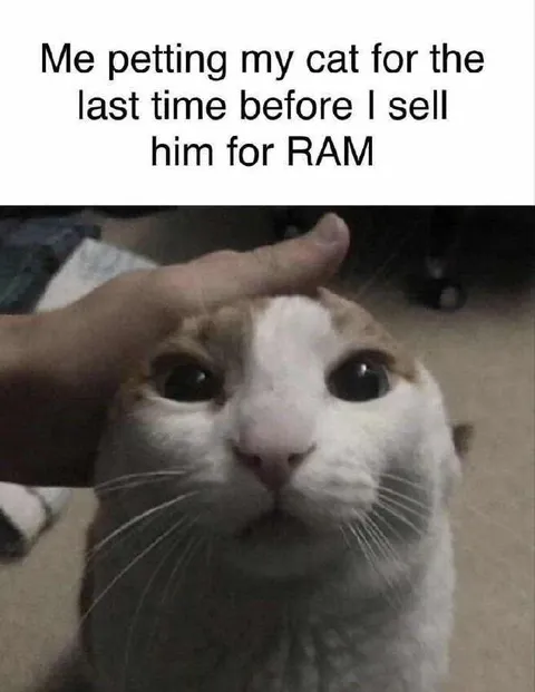 Cat Sold for RAM