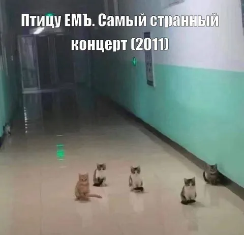 Самый странный концерт с котами