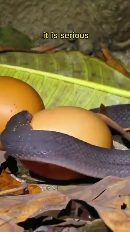 Snake Swallows an Egg