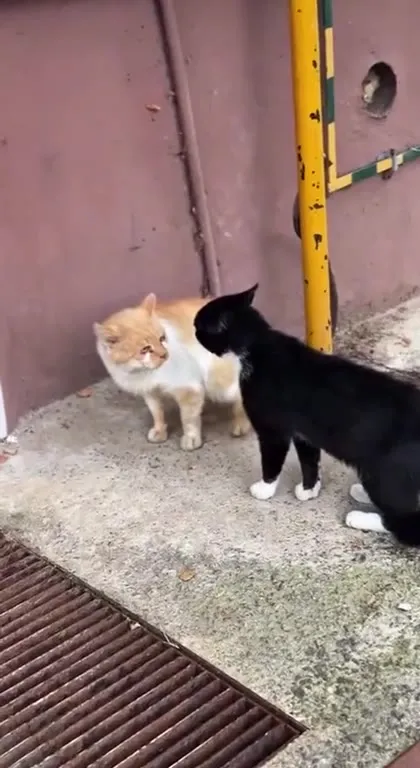 Коты мирятся, а пёс ждёт